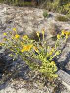 Chrysopsis delaneyi Wunderlin & Semple resmi