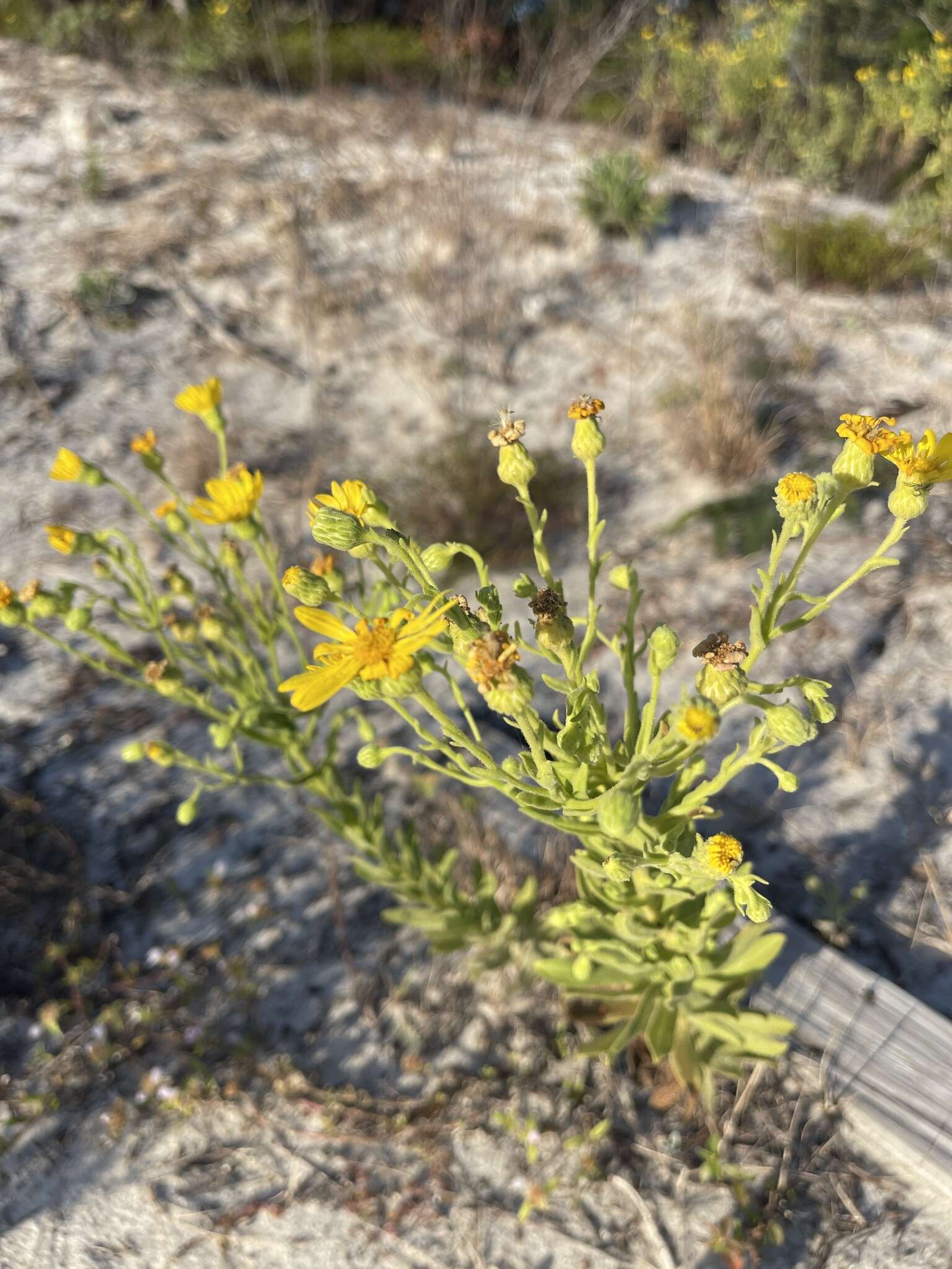 Chrysopsis delaneyi Wunderlin & Semple resmi