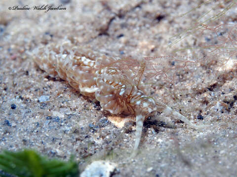 Plancia ëd Spurilla dupontae Carmona, Lei, Pola, Gosliner, Valdés & Cervera 2014