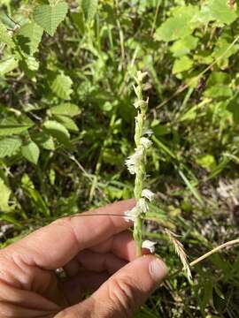 Слика од Spiranthes casei var. casei