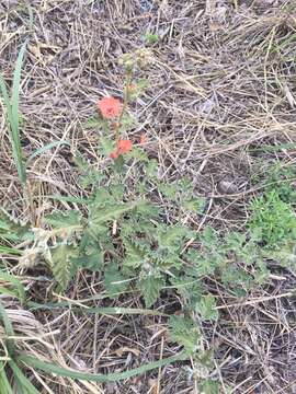 Imagem de Sphaeralcea cordobensis Krapov.