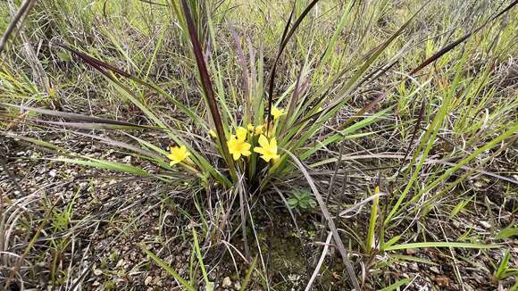 Image of Sisyrinchium nidulare (Hand.-Mazz.) I. M. Johnst.