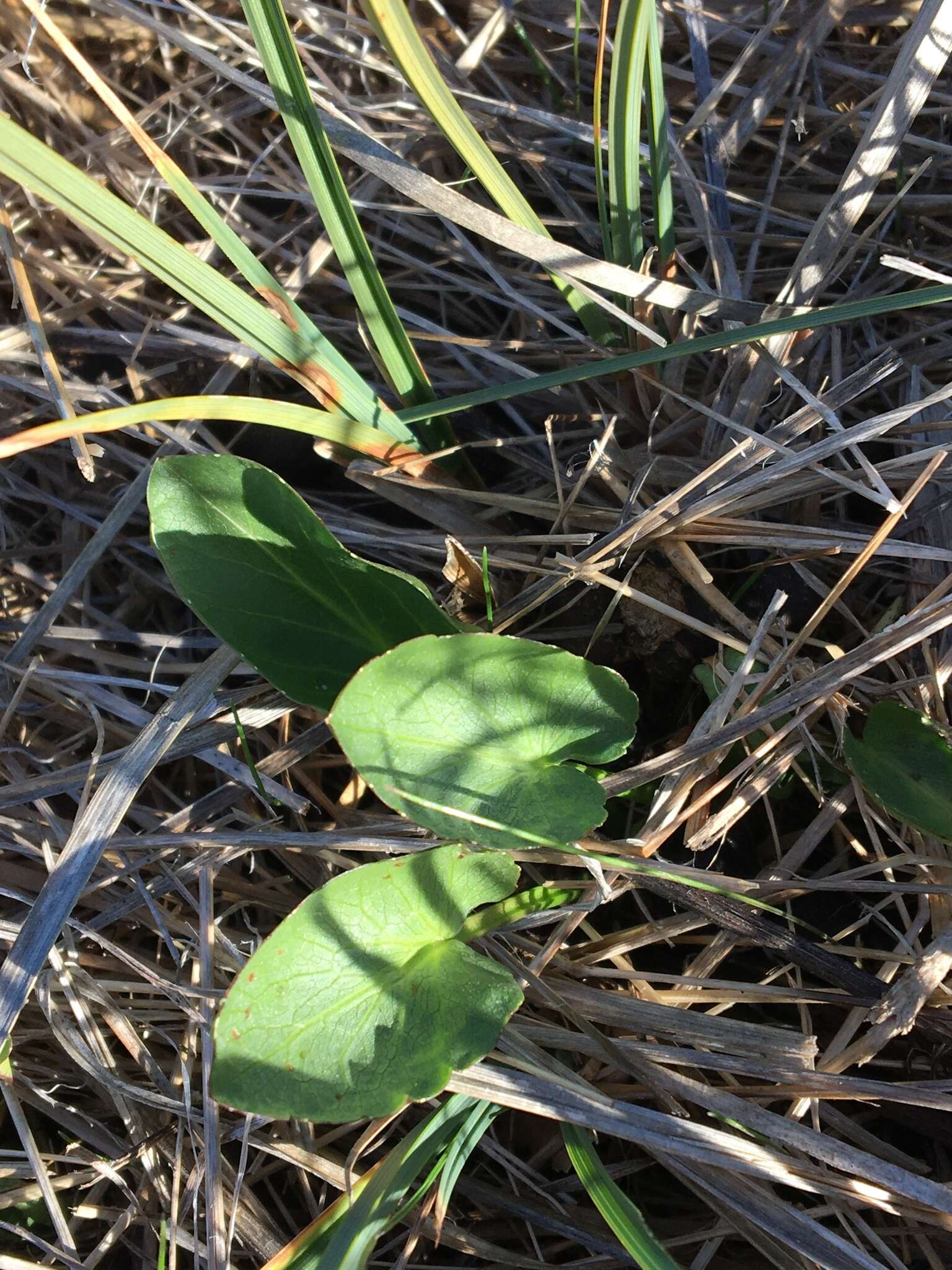 Image of adobe snakeroot