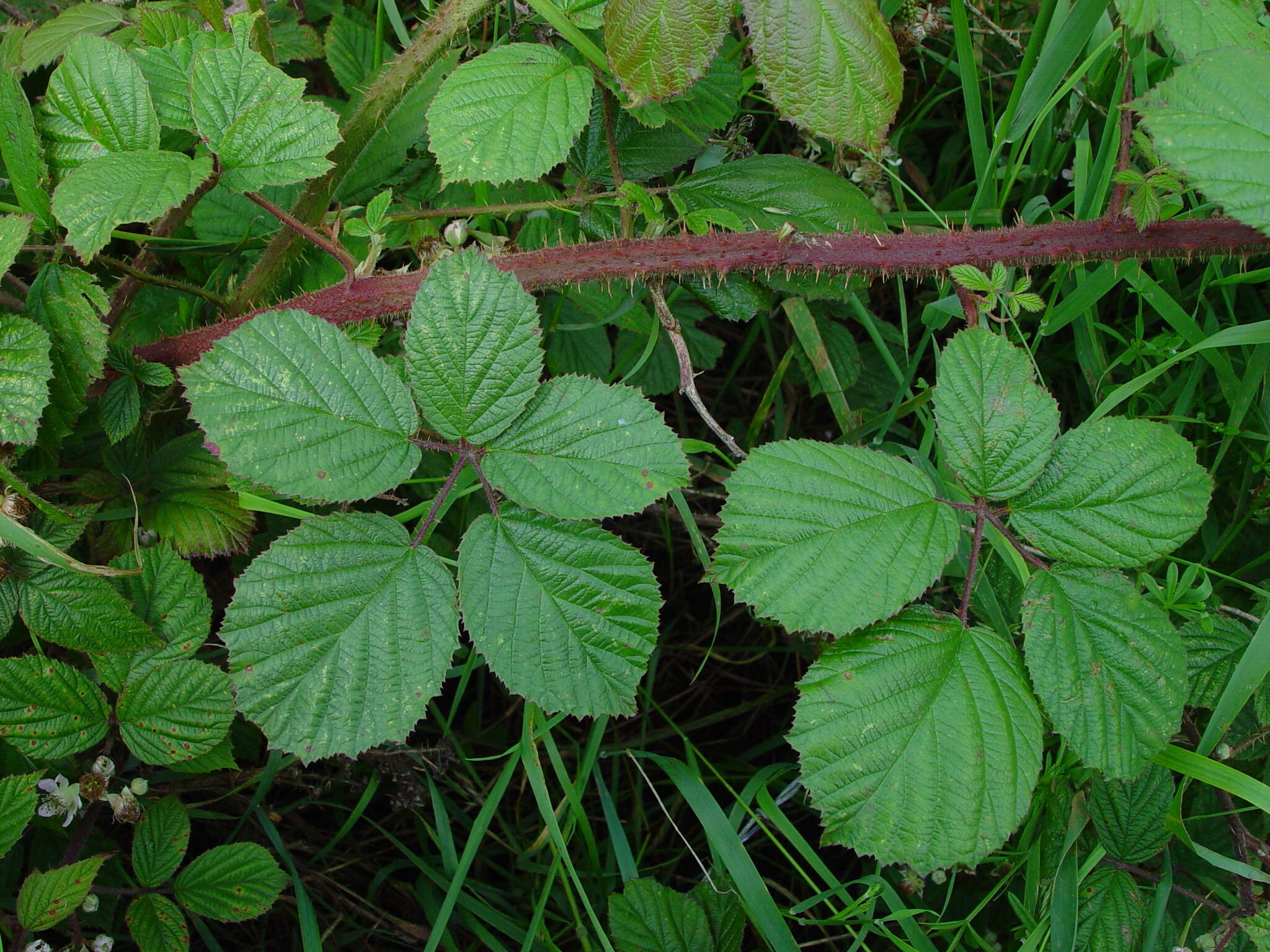 Image of Rubus dasyphyllus (Rogers) Rogers