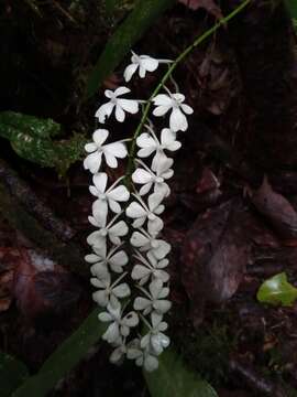 Image of Aerangis citrata (Thouars) Schltr.