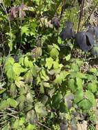 Image of Aquilegia oxysepala Trautv. & C. A. Mey.