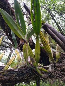 Image of Laelia superbiens Lindl.