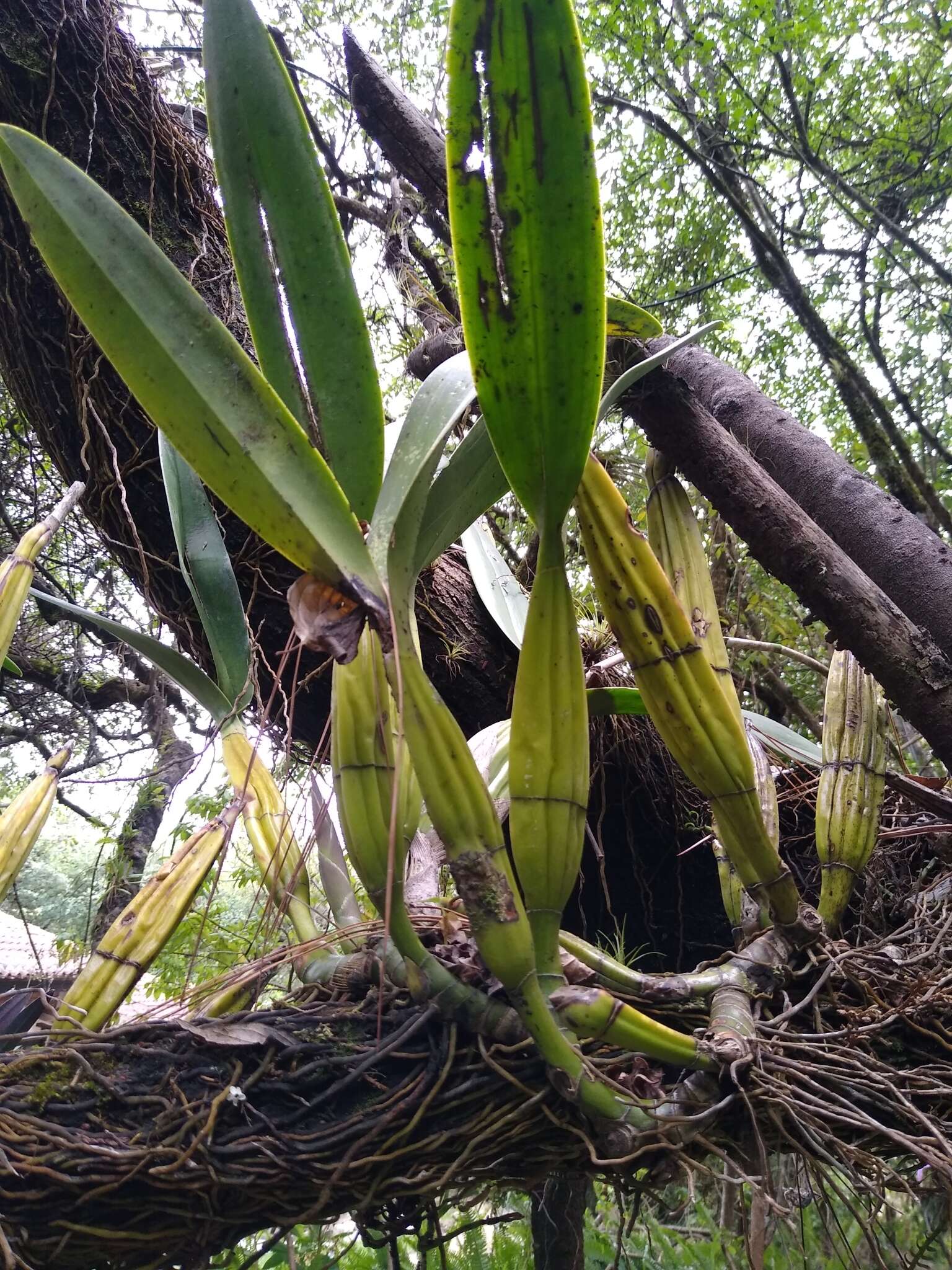 Plancia ëd Laelia superbiens Lindl.