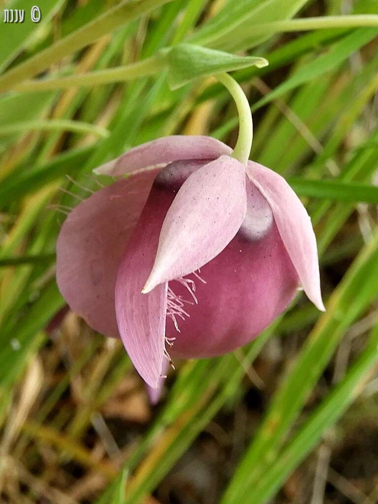 Image de Calochortus amoenus Greene