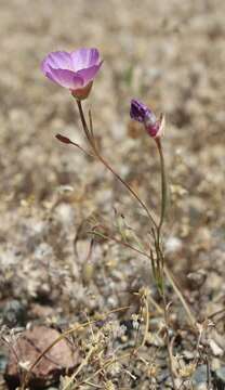 Imagem de Clarkia gracilis subsp. tracyi (Jeps.) Abdel-Hameed & Snow