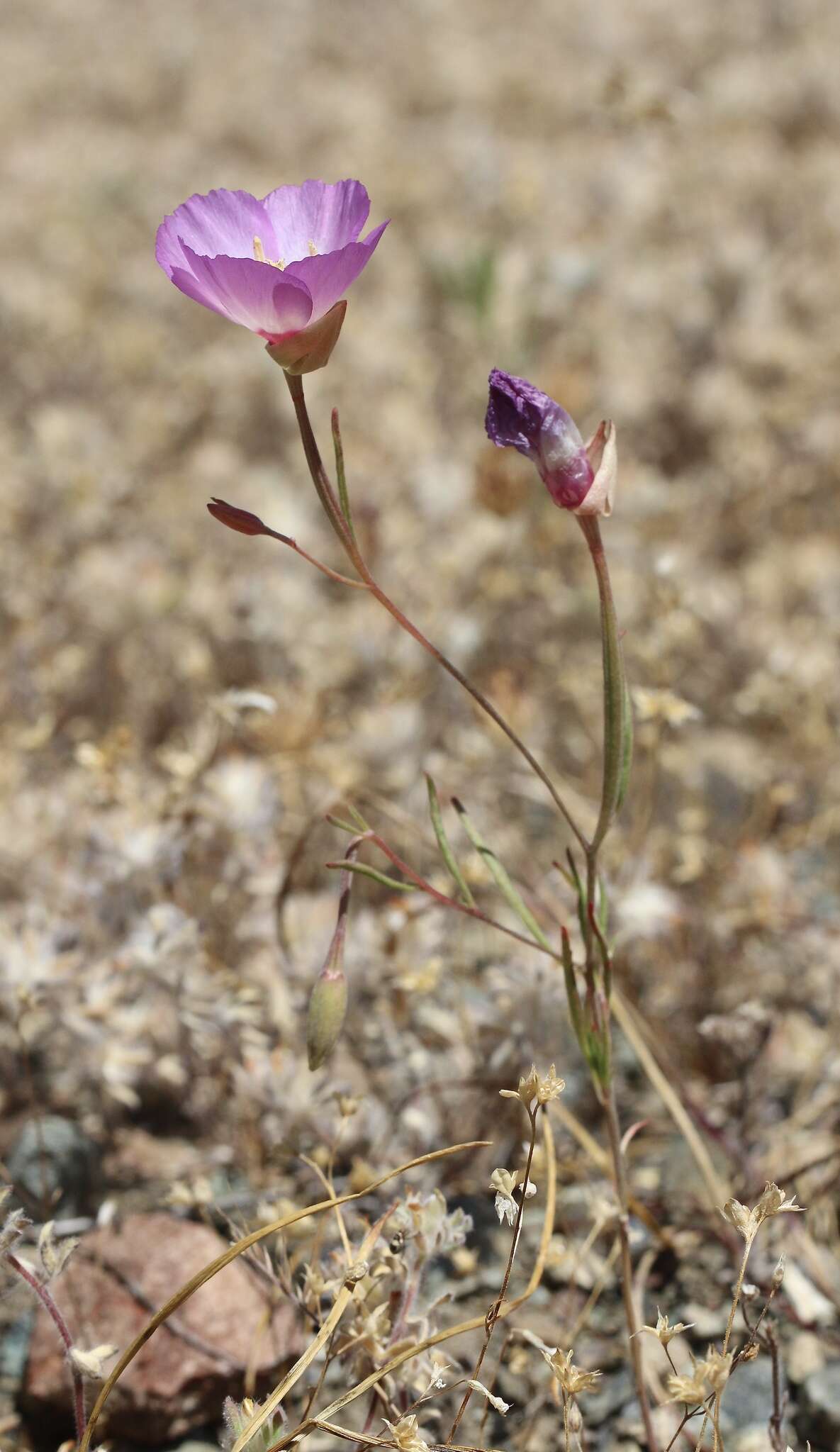 Image of Tracy's clarkia