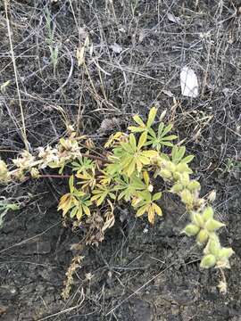 Imagem de Lupinus densiflorus Benth.