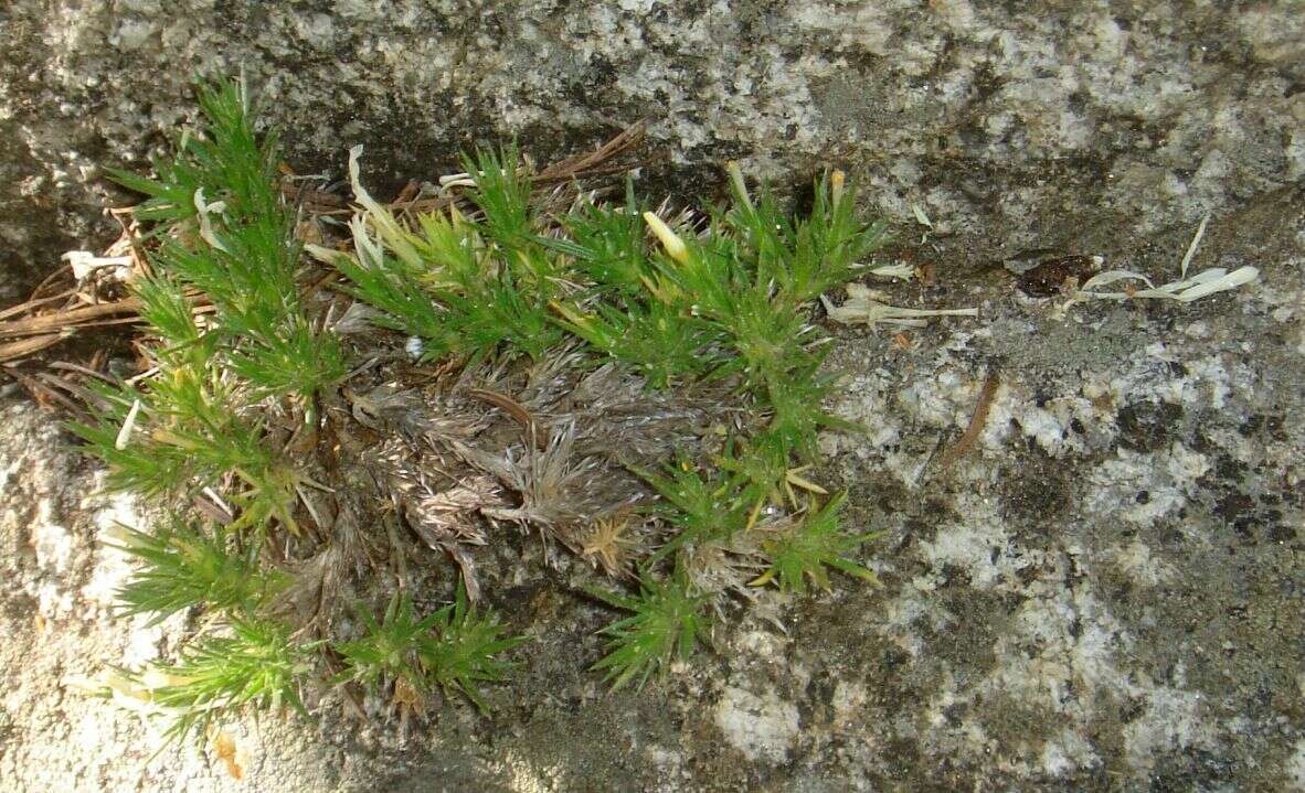 Image of San Jacinto prickly phlox