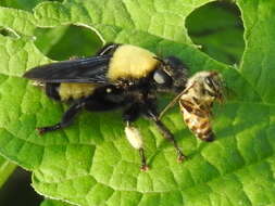 Image of Laphria macquarti (Banks 1917)