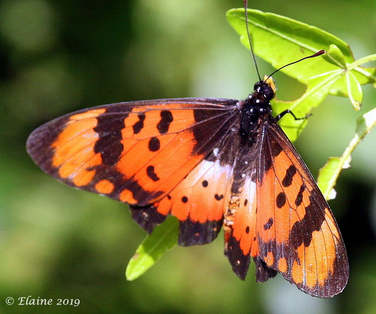 Image of <i>Acraea <i>acara</i></i> acara