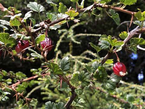 Image of Ribes formosanum Hayata