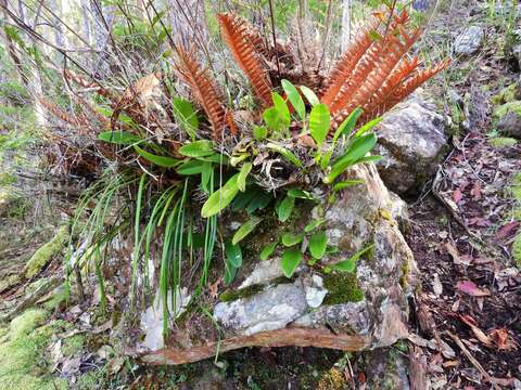 Image of Bulbophyllum baileyi F. Muell.