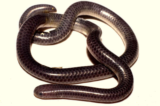 Image of Big-scaled Blind Snake