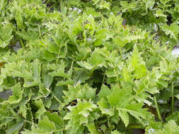 Image of Sonchus grandifolius T. Kirk