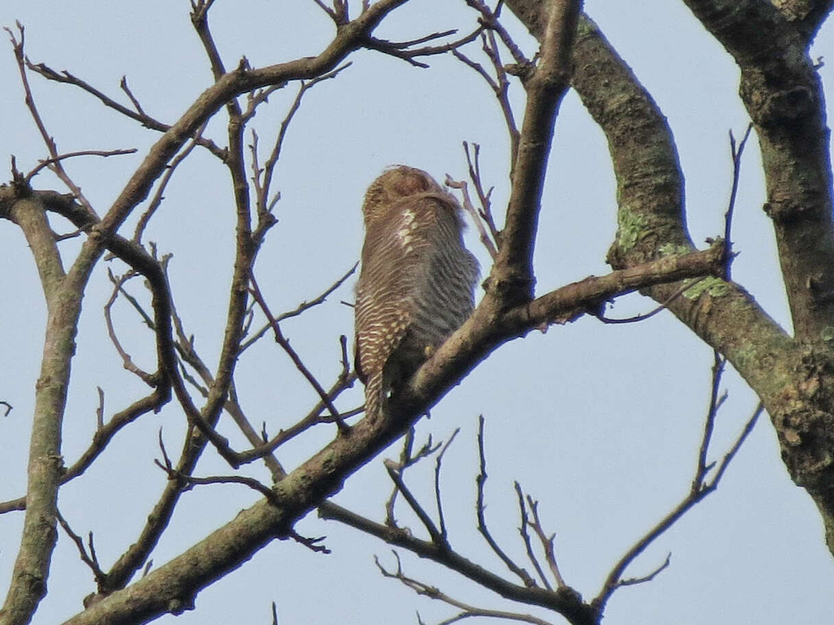 Imagem de Glaucidium radiatum (Tickell 1833)