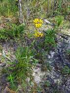 Image of Solidago nitida Torr. & A. Gray