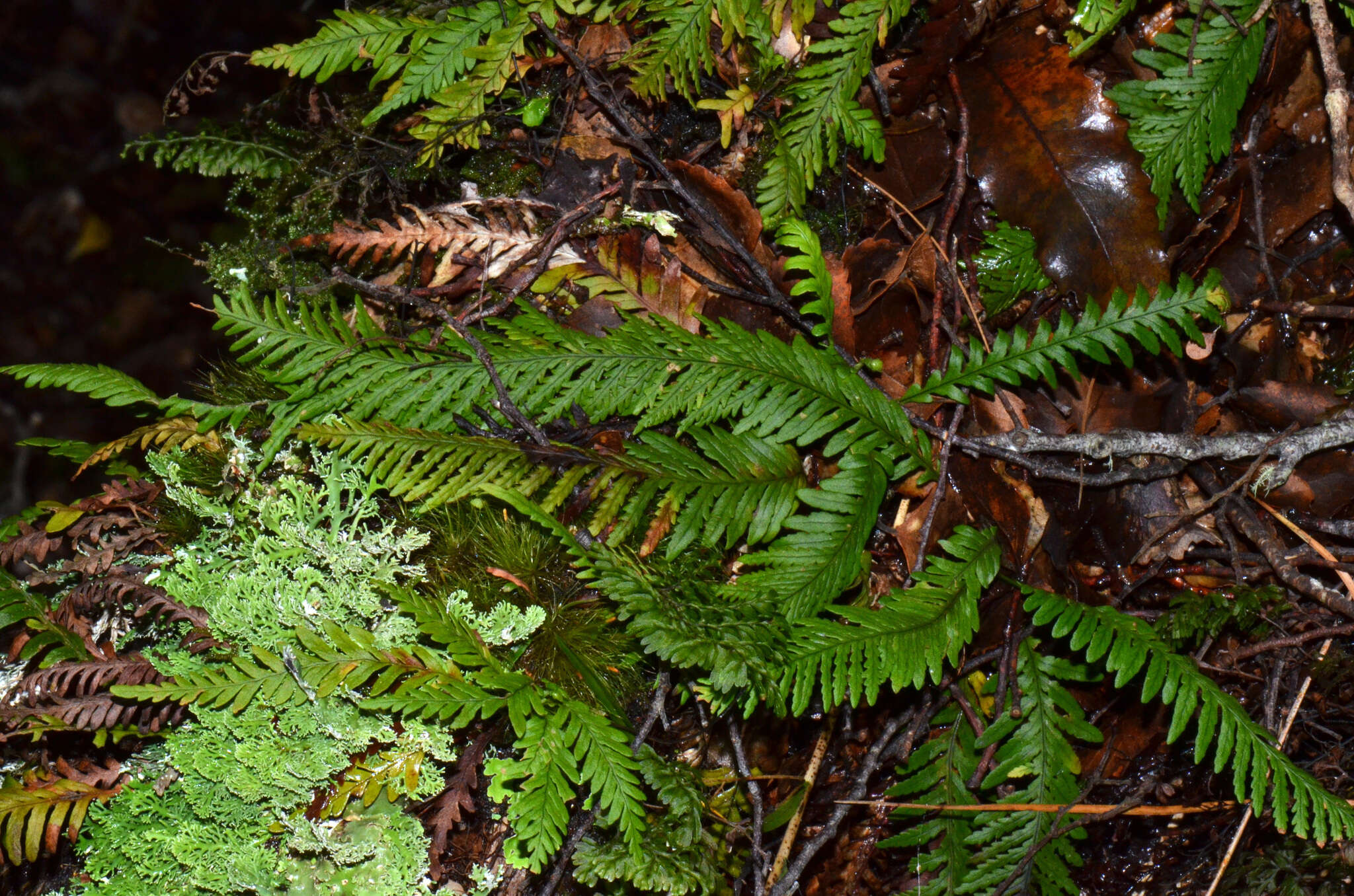 Plancia ëd Notogrammitis heterophylla (Labill.) Parris