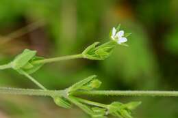 Image de Arenaria lanuginosa (Michx.) Rohrb.