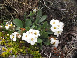 Image of Myosotis cheesemannii Petrie