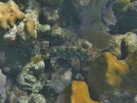 Image of Yellowtail parrotfish