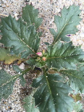 Image of broad-leaf gilia