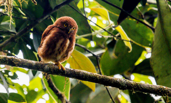 Image of Cloud-forest Pygmy Owl