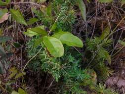 Image de Bignonia capreolata L.