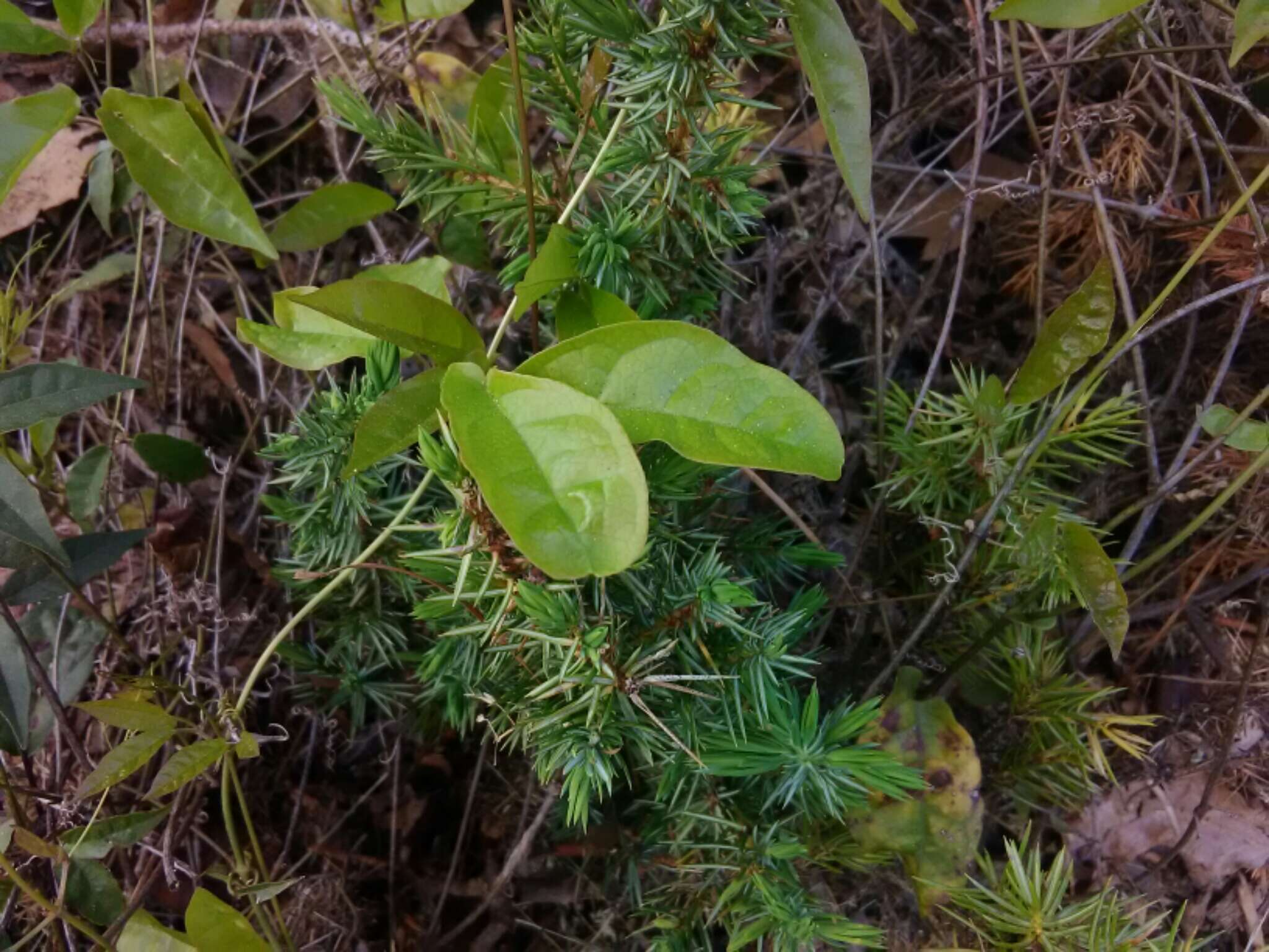 Imagem de Bignonia capreolata L.