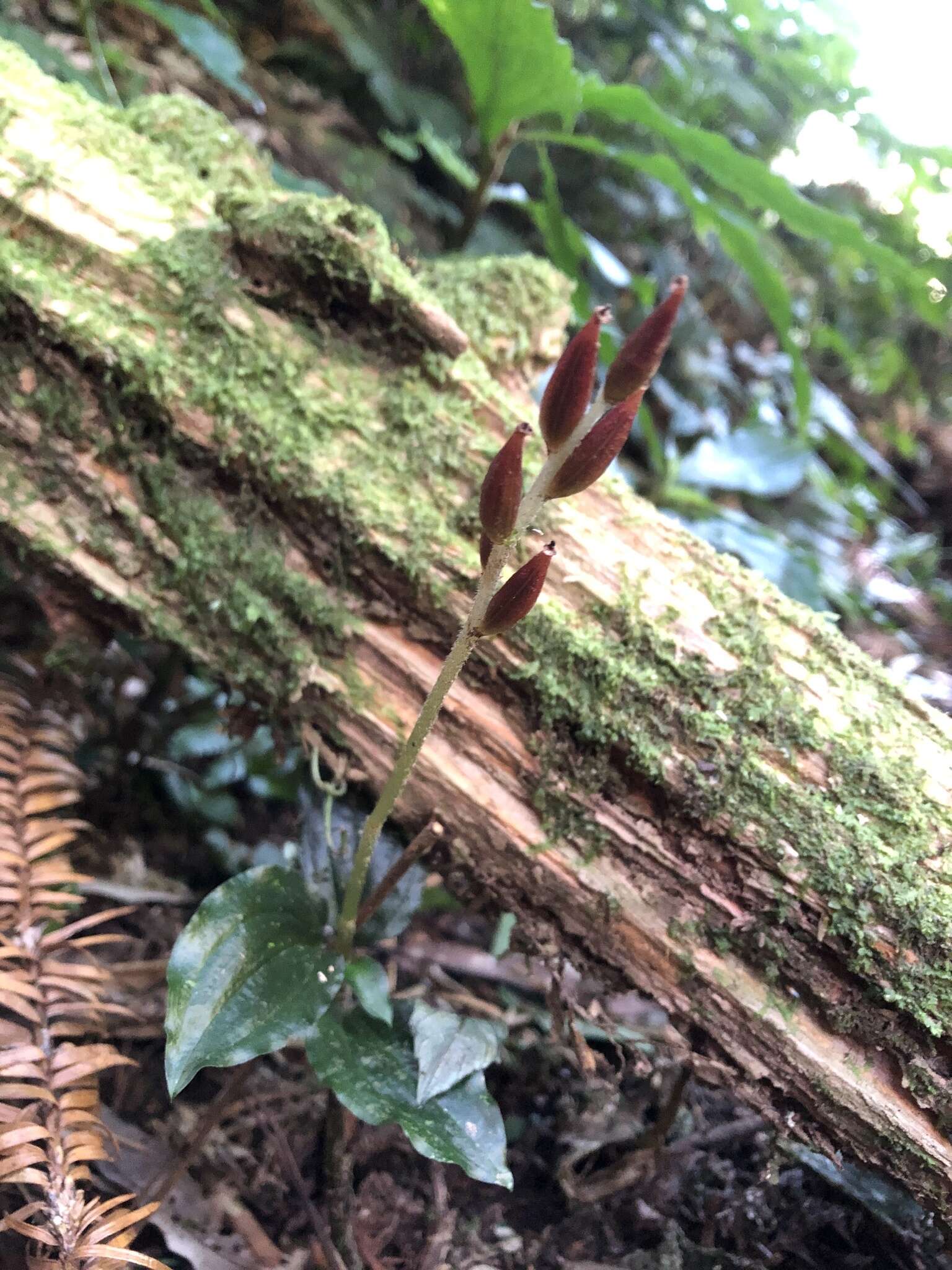 Image of Odontochilus tashiroi (Maxim.) Makino