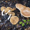 Image of Cortinarius saturniorum Soop 2001