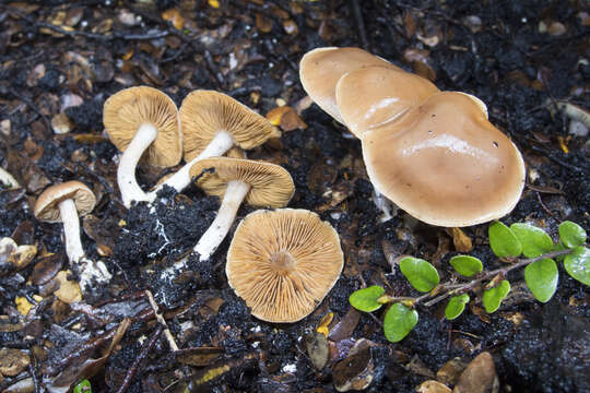 Image of Cortinarius saturniorum Soop 2001