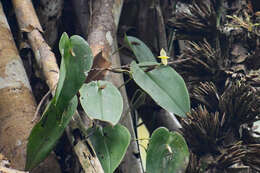 Imagem de Pleurothallis prolaticollaris Luer