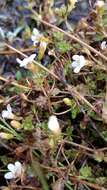 Imagem de Euphrasia cheesemanii Wettst.