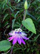 Image of Passiflora urbaniana Killip