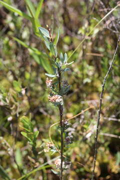 Image of bog willow