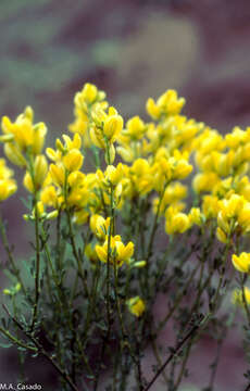 Image of Cytisus fontanesii Ball