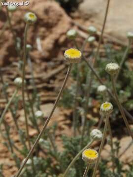 Imagem de Anthemis pauciloba Boiss.