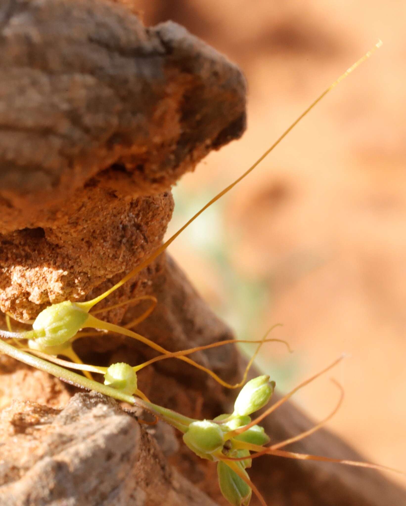 Слика од Stenopetalum pedicellare F. Muell.