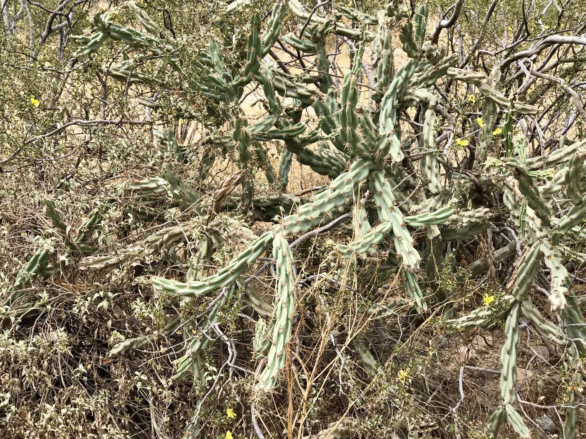 Image of Thornber's buckhorn cholla