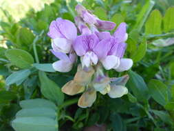 Image of Pacific pea