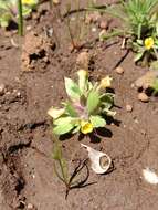 Image of Egg Lake Monkey-Flower