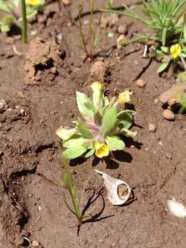 Image of Egg Lake Monkey-Flower