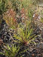 Image of Stylidium affine Sonder