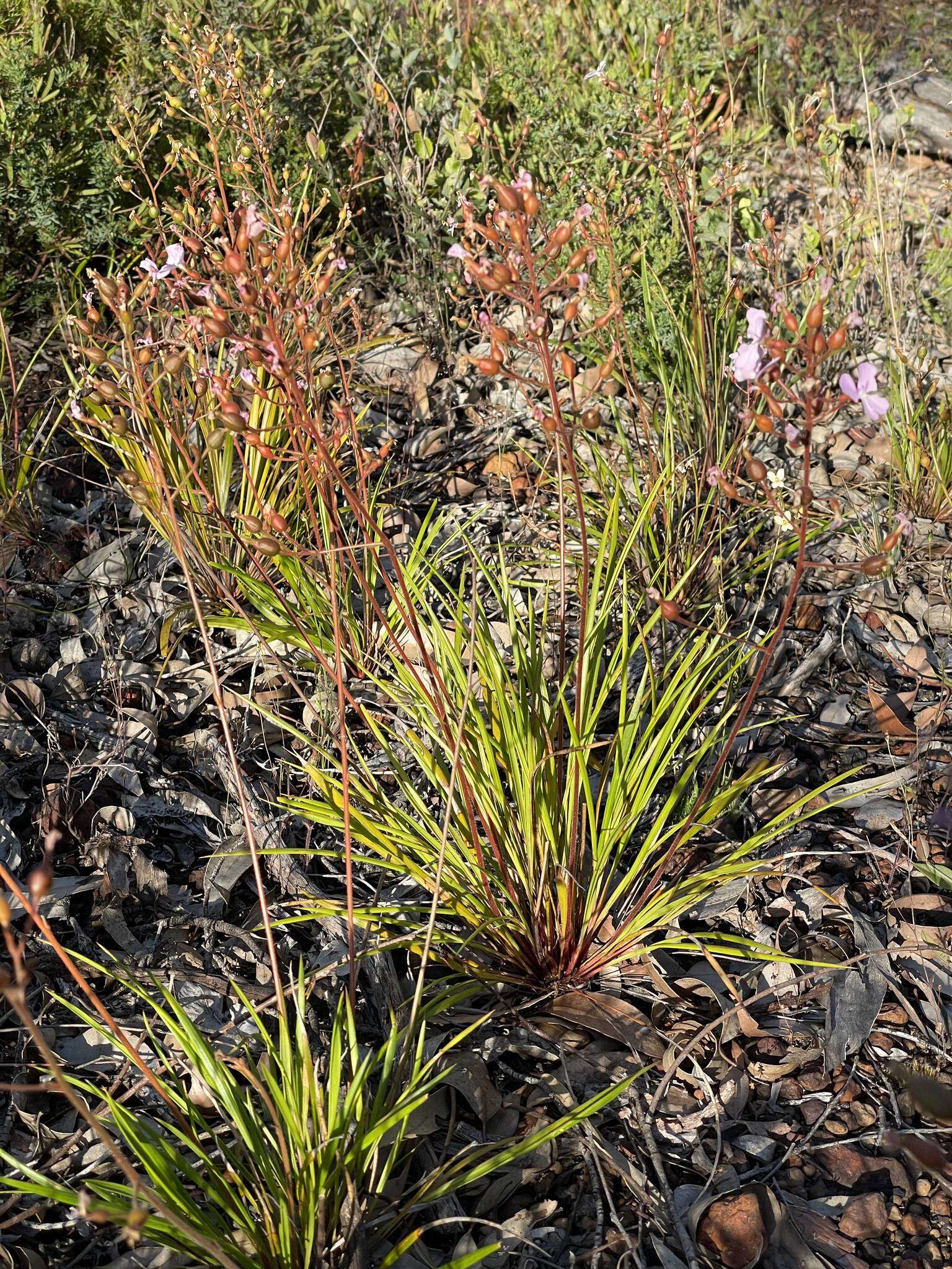 Image of Stylidium affine Sonder