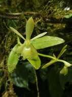 Image of Epidendrum barbeyanum Kraenzl.